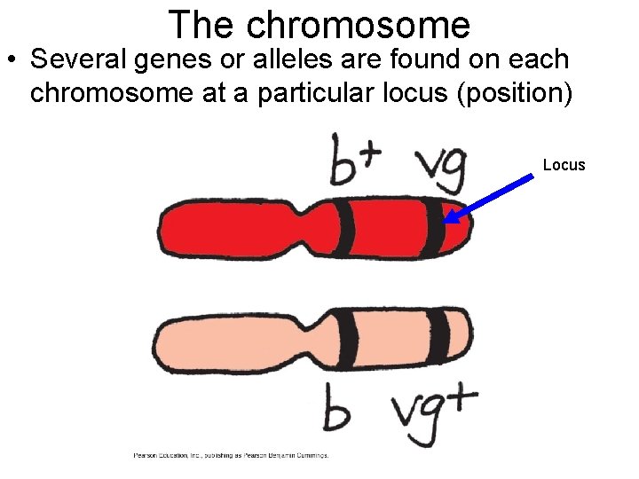 The chromosome • Several genes or alleles are found on each chromosome at a