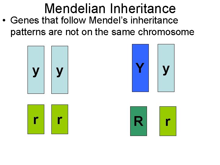 Mendelian Inheritance • Genes that follow Mendel’s inheritance patterns are not on the same