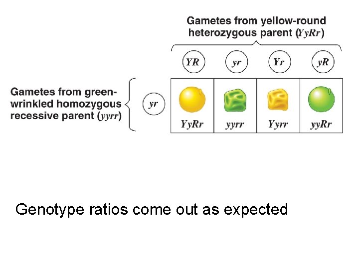 Genotype ratios come out as expected 