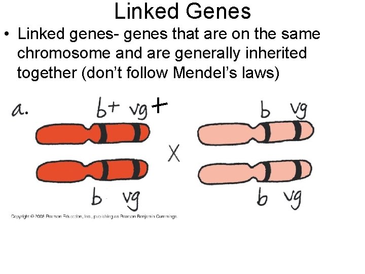 Linked Genes • Linked genes- genes that are on the same chromosome and are