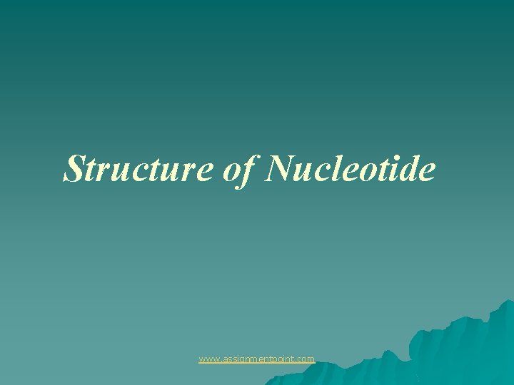 Structure of Nucleotide www. assignmentpoint. com 