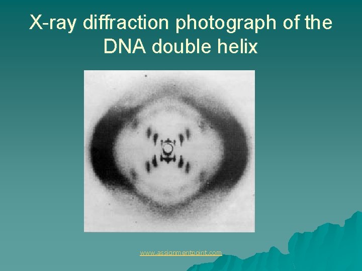 X-ray diffraction photograph of the DNA double helix www. assignmentpoint. com 