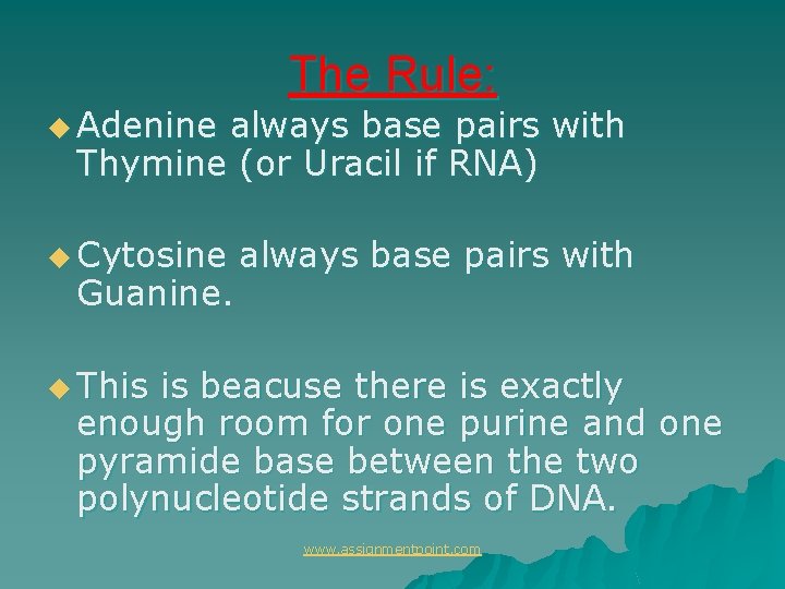 The Rule: u Adenine always base pairs with Thymine (or Uracil if RNA) u