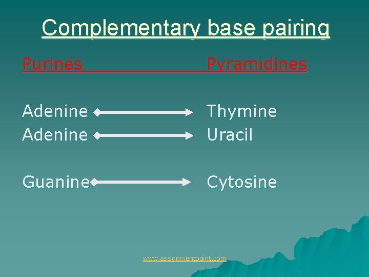 Complementary base pairing Purines Pyramidines Adenine Thymine Uracil Guanine Cytosine www. assignmentpoint. com 