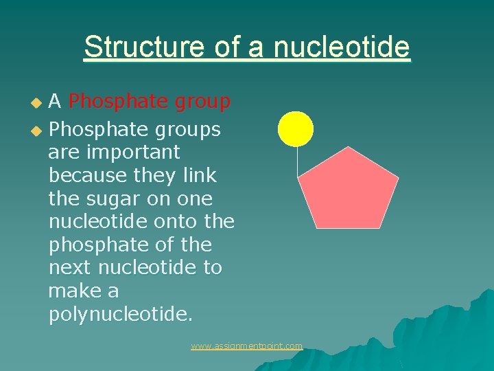 Structure of a nucleotide A Phosphate group u Phosphate groups are important because they
