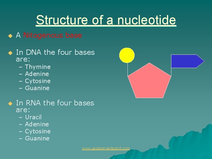 Structure of a nucleotide u A Nitogenous base u In DNA the four bases