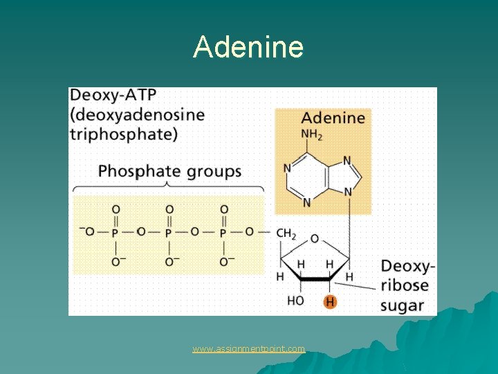 Adenine www. assignmentpoint. com 