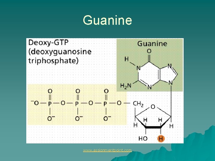 Guanine www. assignmentpoint. com 