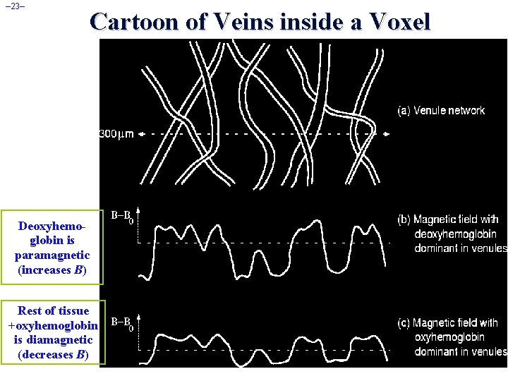 – 23– Cartoon of Veins inside a Voxel Deoxyhemoglobin is paramagnetic (increases B) Rest