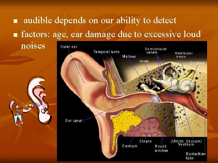 n n audible depends on our ability to detect factors: age, ear damage due n n audible depends on our ability to detect factors: age, ear damage due