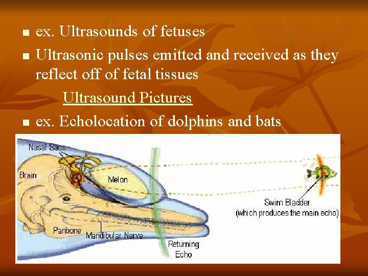 n n n ex. Ultrasounds of fetuses Ultrasonic pulses emitted and received as they n n n ex. Ultrasounds of fetuses Ultrasonic pulses emitted and received as they