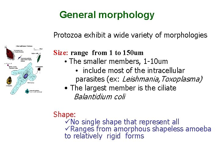 General morphology Protozoa exhibit a wide variety of morphologies Size: range from 1 to