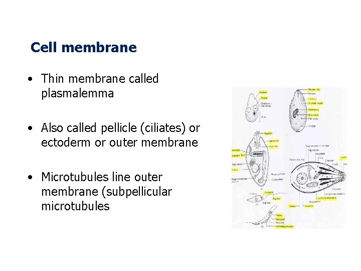 Cell membrane • Thin membrane called plasmalemma • Also called pellicle (ciliates) or ectoderm