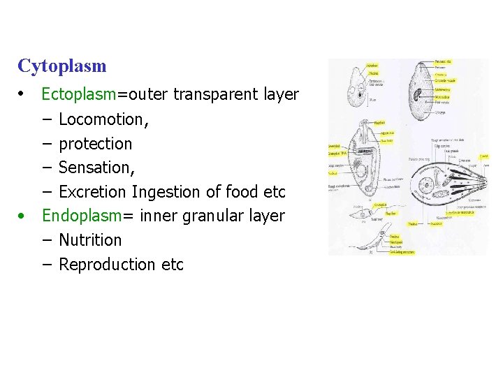 Cytoplasm • Ectoplasm=outer transparent layer – Locomotion, – protection – Sensation, – Excretion Ingestion