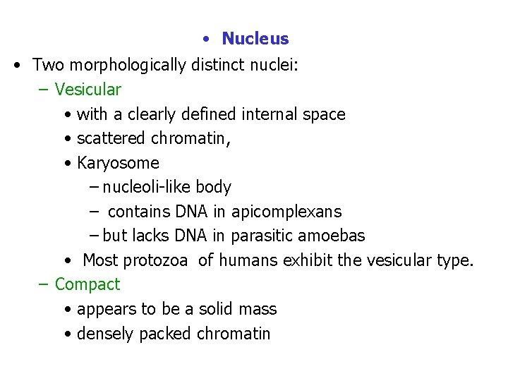  • Nucleus • Two morphologically distinct nuclei: – Vesicular • with a clearly