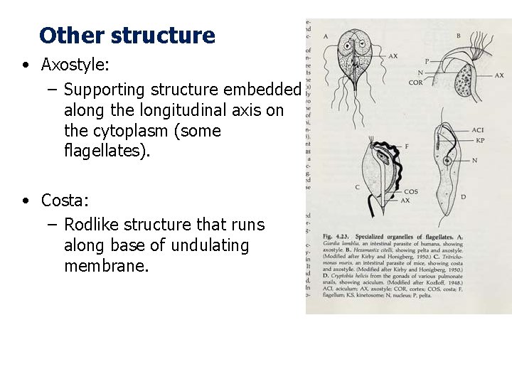 Other structure • Axostyle: – Supporting structure embedded along the longitudinal axis on the