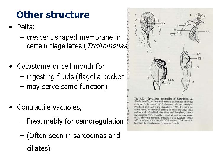 Other structure • Pelta: – crescent shaped membrane in certain flagellates (Trichomonas) • Cytostome