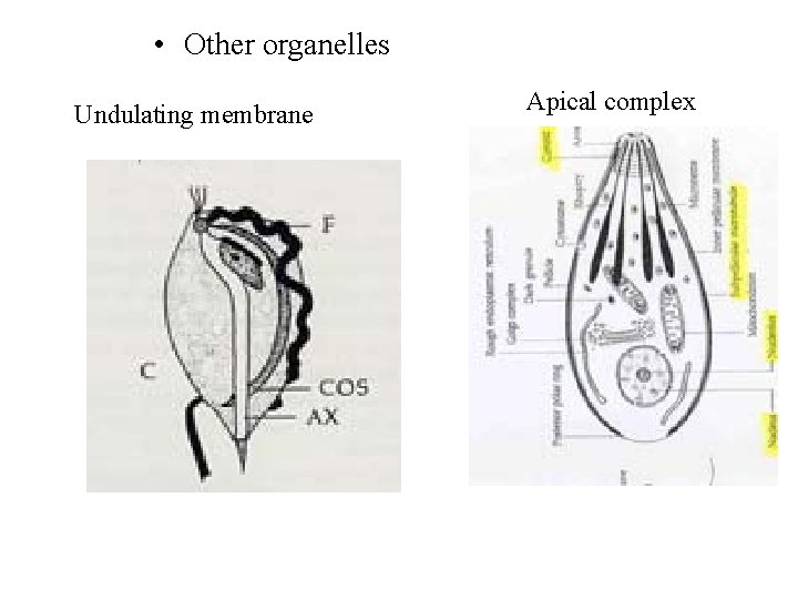  • Other organelles Undulating membrane Apical complex 