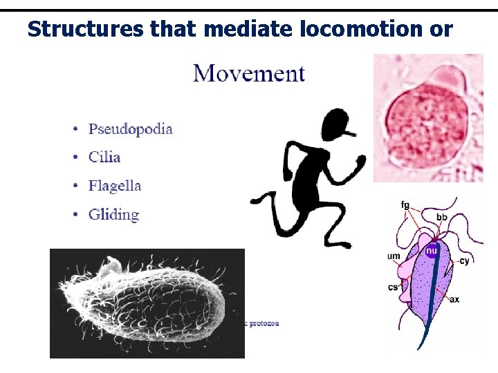 Structures that mediate locomotion or 