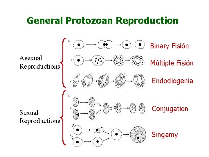 General Protozoan Reproduction Binary Fisión Asexual Reproductions Múltiple Fisión Endodiogenia Sexual Reproductions Conjugation Singamy