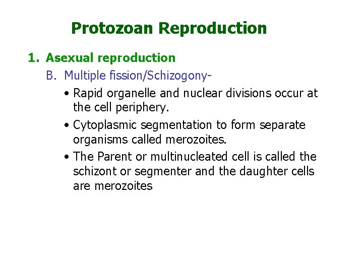 Protozoan Reproduction 1. Asexual reproduction B. Multiple fission/Schizogony • Rapid organelle and nuclear divisions