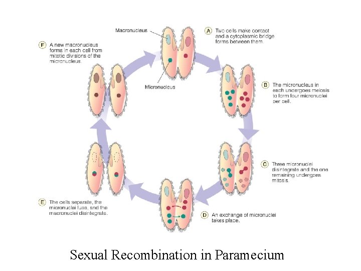 Sexual Recombination in Paramecium 