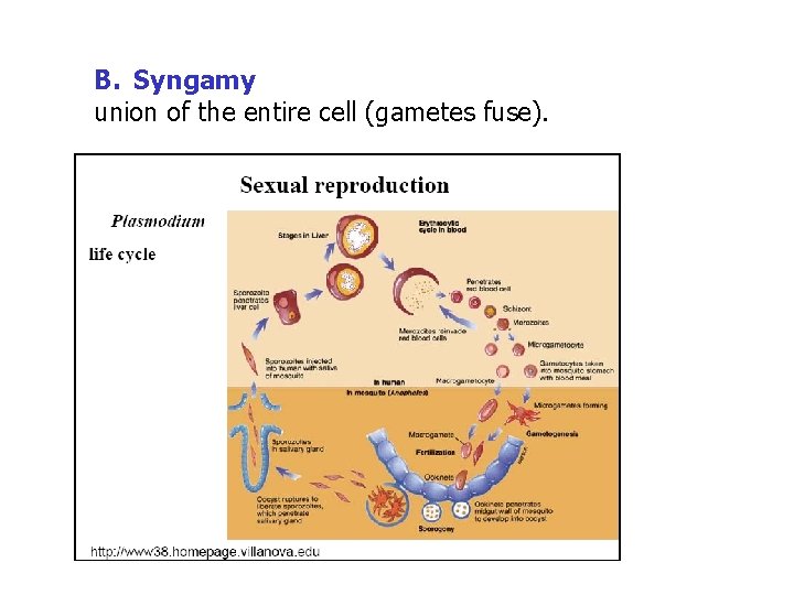 B. Syngamy union of the entire cell (gametes fuse). 