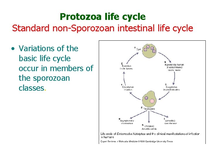 Protozoa life cycle Standard non-Sporozoan intestinal life cycle • Variations of the basic life