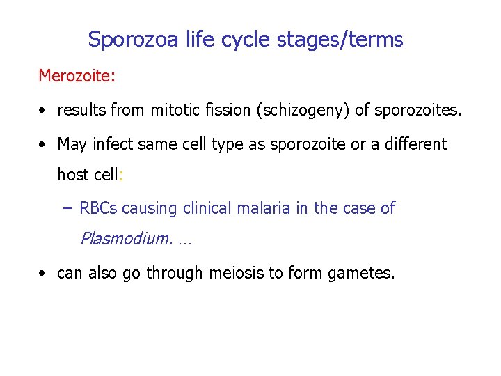 Sporozoa life cycle stages/terms Merozoite: • results from mitotic fission (schizogeny) of sporozoites. •