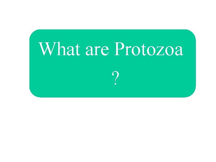 What are Protozoa ? 