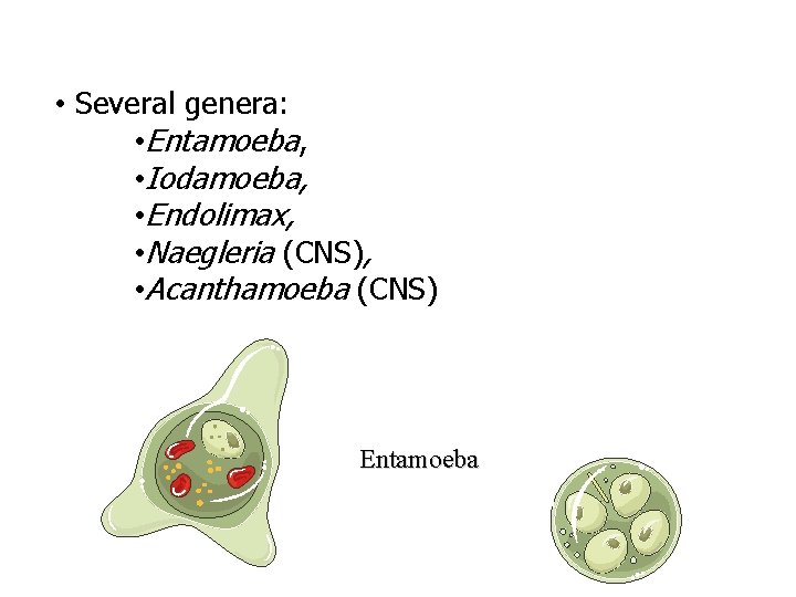  • Several genera: • Entamoeba, • Iodamoeba, • Endolimax, • Naegleria (CNS), •