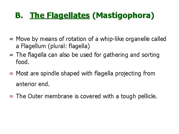 B. The Flagellates (Mastigophora) = Move by means of rotation of a whip-like organelle