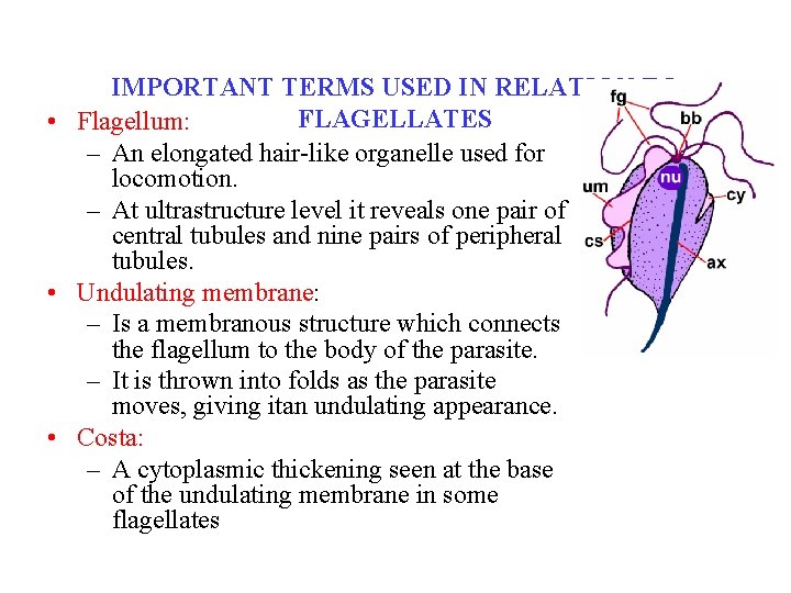 IMPORTANT TERMS USED IN RELATION TO FLAGELLATES • Flagellum: – An elongated hair-like organelle