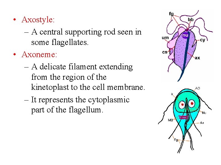  • Axostyle: – A central supporting rod seen in some flagellates. • Axoneme: