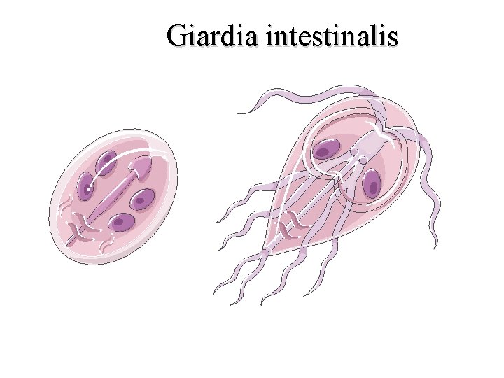 Giardia intestinalis Cyst Trophozoite 