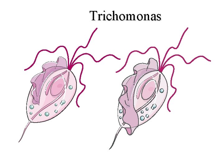 Trichomonas T. vaginalis T. intestinalis 