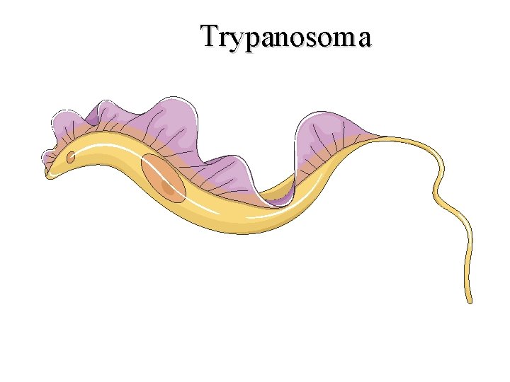 Trypanosoma 