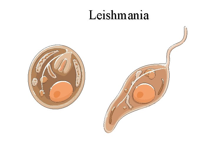 Leishmania Amastigote Promastigote 