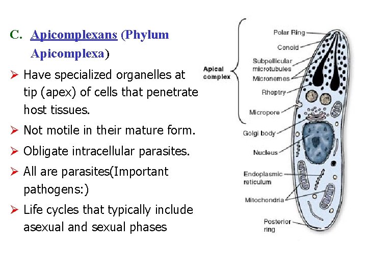 C. Apicomplexans (Phylum Apicomplexa) Ø Have specialized organelles at tip (apex) of cells that