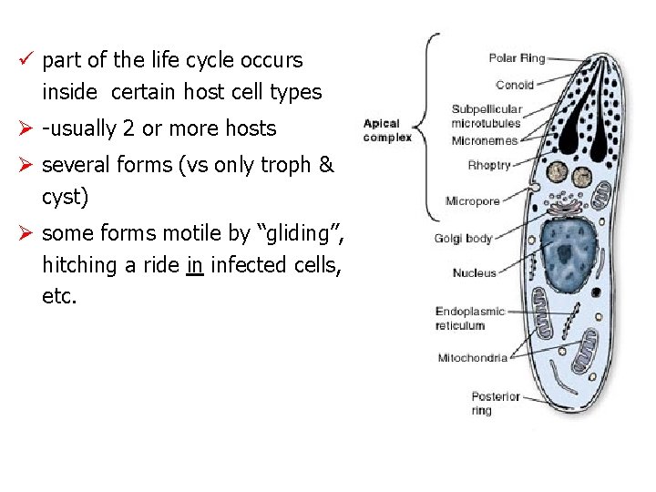 ü part of the life cycle occurs inside certain host cell types Ø -usually