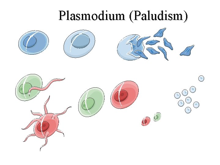 Plasmodium (Paludism) Zygote Oocyst Sporozoites Male Female Gametes Merozoites Gametocytes 