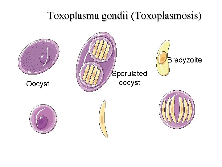 Toxoplasma gondii (Toxoplasmosis) Bradyzoite Sporulated oocyst Oocyst Gamete Merozoite Sporocyst 