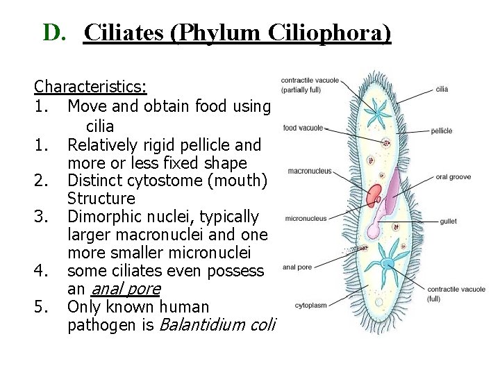 D. Ciliates (Phylum Ciliophora) Characteristics: 1. Move and obtain food using cilia 1. Relatively