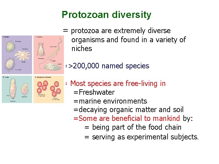 Protozoan diversity = protozoa are extremely diverse organisms and found in a variety of