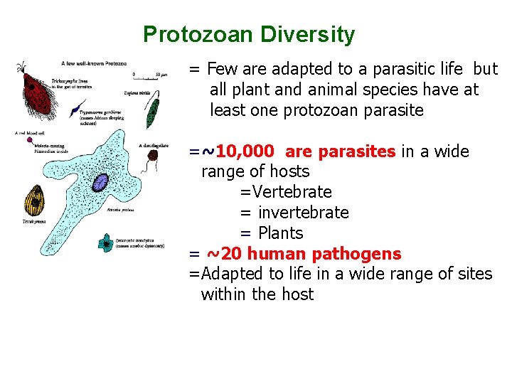 Protozoan Diversity = Few are adapted to a parasitic life but all plant and