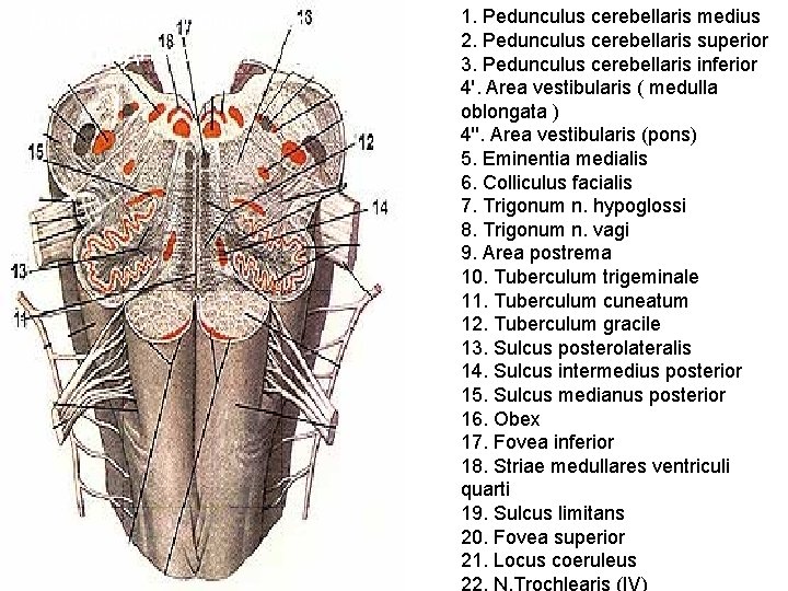 Дорсальная поверхность заднего мозга 1. Pedunculus cerebellaris medius 2. Pedunculus cerebellaris superior 3. Pedunculus