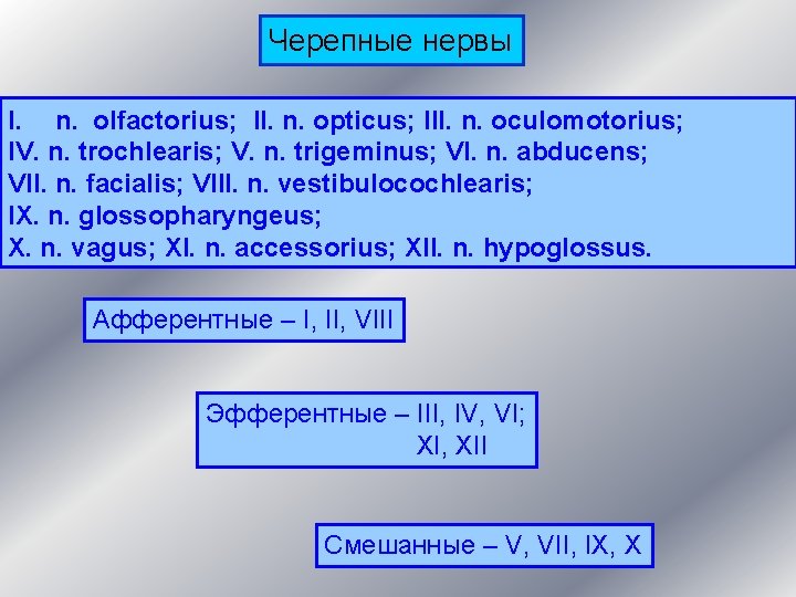 Черепные нервы I. n. olfactorius; II. n. opticus; III. n. oculomotorius; IV. n. trochlearis;