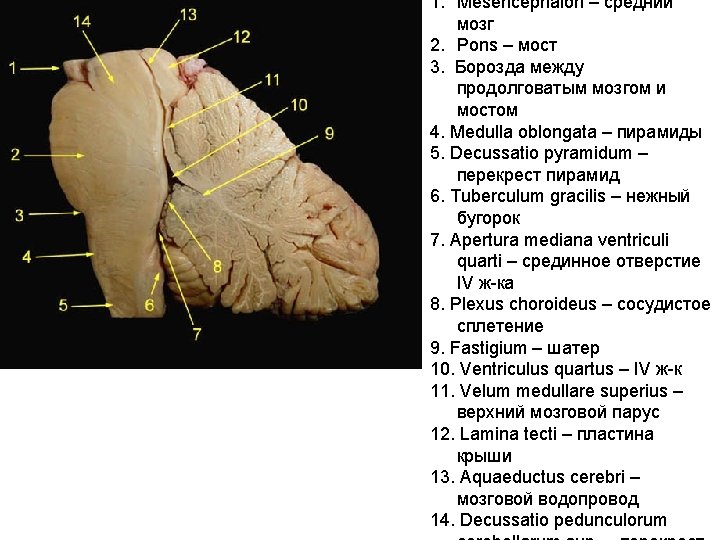 1. Mesencephalon – средний мозг 2. Pons – мост 3. Борозда между продолговатым мозгом