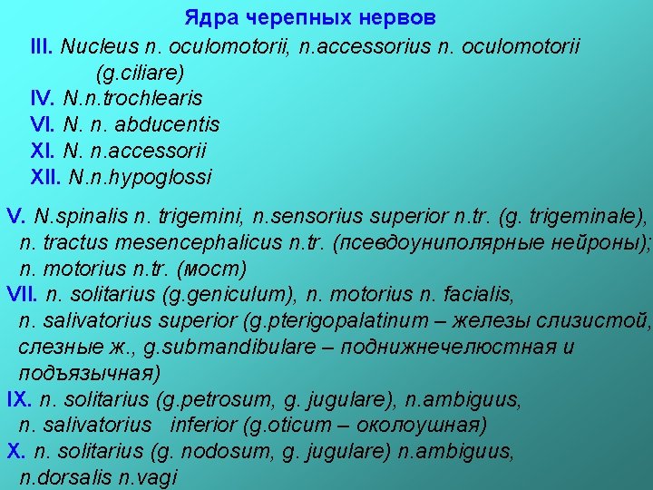 Ядра черепных нервов III. Nucleus n. oculomotorii, n. accessorius n. oculomotorii (g. ciliare) IV.