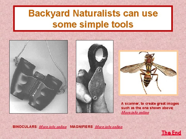 Backyard Naturalists can use some simple tools A scanner, to create great images such